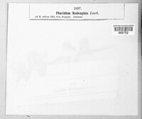 Pseudopeziza medicaginis image